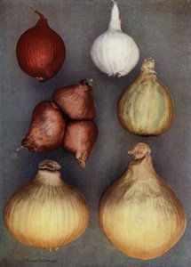 Cipolle (foto a colori)