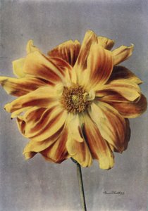 Dalia a fiore di papavero, La Geisha (foto a colori) da English Photographer