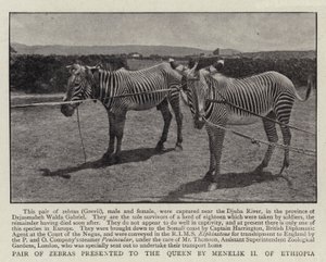 Coppia di zebre presentate alla regina da Menelik II d