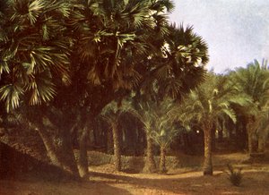 Boschetto di palme vicino a Karnak, Egitto da English Photographer