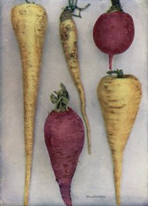 Pastinaca e barbabietola (foto a colori)