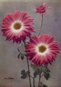 Percy Arnold (foto a colori)