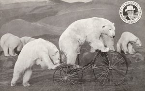 Orso polare che guida un triciclo, Wonder Zoo e Grande Circo di Carl Hagenbeck, Olympia, Londra da English Photographer
