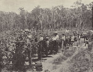 Raccoglitori di lamponi al lavoro, Wandin Yallock