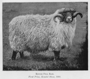 Ariete Rough Fell, primo premio, Kendal Show