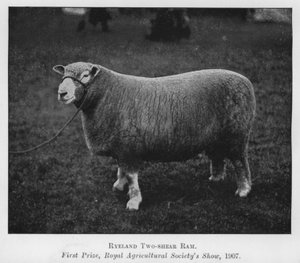 Ariete Ryeland a due tosature, primo premio, Royal Agricultural Society