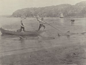 Pesca allo squalo, Chowder Bay da English Photographer