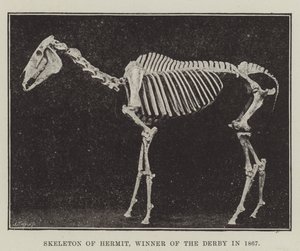 Scheletro di Hermit, vincitore del Derby nel 1867 da English Photographer