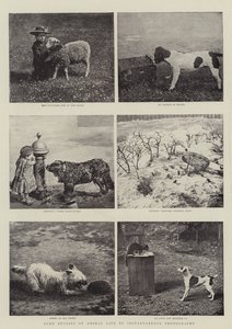 Alcuni Studi di Vita Animale con Fotografia Istantanea