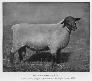 Ariete Suffolk Shearling, primo premio, Royal Agricultural Society