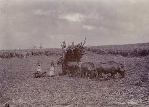 Piantagione di zucchero, Barbados, 1880 da English Photographer
