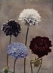 Scabiosa dolce (foto a colori)