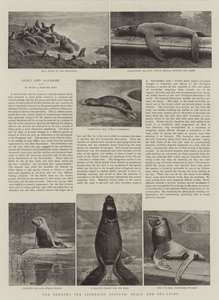 La Disputa sulla Pesca nel Mare di Behring, Foche e Leoni Marini