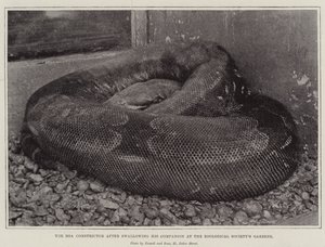 Il boa constrictor dopo aver inghiottito il suo compagno nei giardini della Società Zoologica da English Photographer