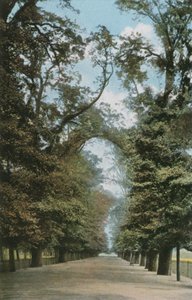 Il Viale Lungo