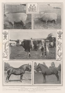 La mostra del bestiame a Cardiff, il vincitore del premio reale e altri da English Photographer