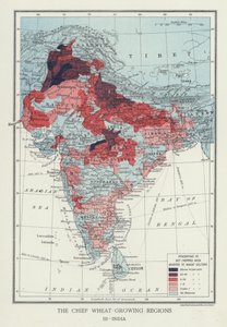 Le principali regioni di coltivazione del grano, India (foto) da English Photographer
