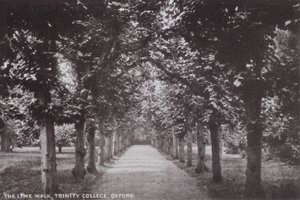 Il Viale dei Tigli, Trinity College, Oxford da English Photographer