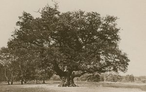 La Grande Quercia, Foresta di Sherwood