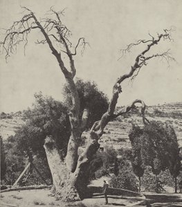 La Quercia di Mamre; Quercia di Abramo, dove Abramo piantò la sua tenda e costruì un altare da English Photographer