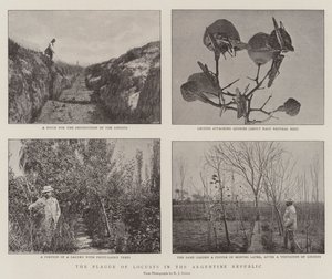 La piaga delle locuste nella Repubblica Argentina da English Photographer