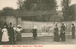 Gli orsi polari allo zoo, Londra da English Photographer