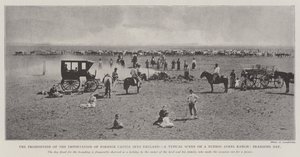 Il divieto di importazione di bestiame straniero in Inghilterra, una scena tipica in un ranch di Buenos Ayres, giorno di marchiatura da English Photographer