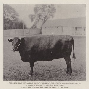 Mostra del Bestiame del Club di Smithfield, Frederica, la Giovenche Rossa Shorthorn della Regina, 2 Anni 10 Mesi 2 Settimane e 3 Giorni