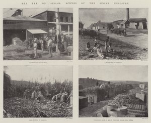 La tassa sullo zucchero, scene dell