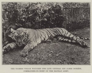 La tigre che ferì il defunto generale Sir James Dormer, comandante in capo dell