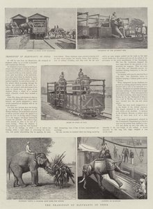 Il trasporto degli elefanti in India