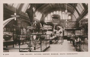 Museo Victoria e Albert, South Kensington, Londra, galleria dei pesci