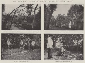 La stagione degli uccelli selvatici, scene sul Grange Decoy, Essex da English Photographer