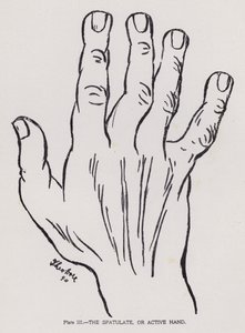 La mano spatolata, o mano attiva (foto in bianco e nero)