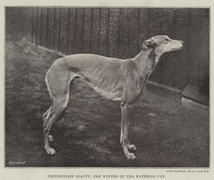 Thoughtless Beauty, il vincitore della Waterloo Cup da English Photographer