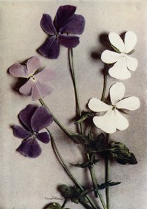 Tre varietà di Viola Cornuta (foto a colori)