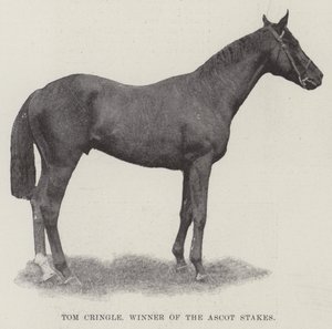 Tom Cringle, vincitore degli Ascot Stakes da English Photographer