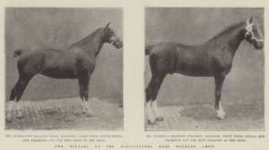 Due vincitori alla mostra di Hackney Agricultural Hall da English Photographer