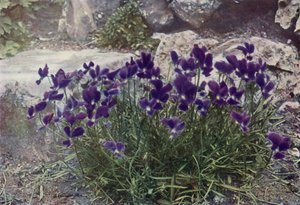 Viola Gracilis (foto a colori)