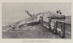 Balena arenata a Birchington-on-Sea da English Photographer