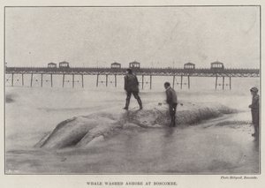 Balena arenata a Boscombe da English Photographer
