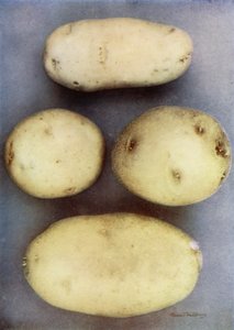 Patate bianche (foto a colori) da English Photographer