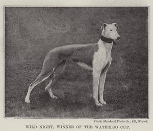 Wild Night, vincitore della Waterloo Cup da English Photographer