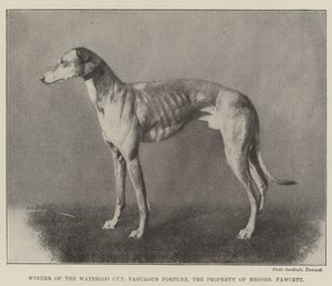 Vincitore della Waterloo Cup, Fabulous Fortune, proprietà dei signori Fawcett