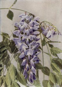 Wistaria Chinensis (foto a colori) da English Photographer