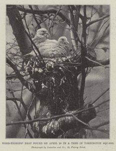 Nido di piccioni selvatici trovato il 20 aprile in un albero a Torrington Square
