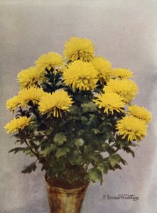 Capriccio giallo di Printemps da English Photographer