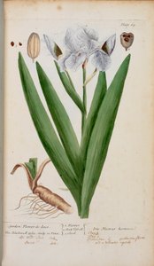 Fiore-de-Luce. Un