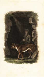 Gentiluomo inglese del XVIII secolo e il suo lupo addomesticato, Canis lupus, all