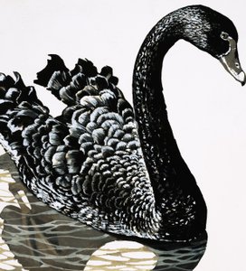Un cigno nero da English School